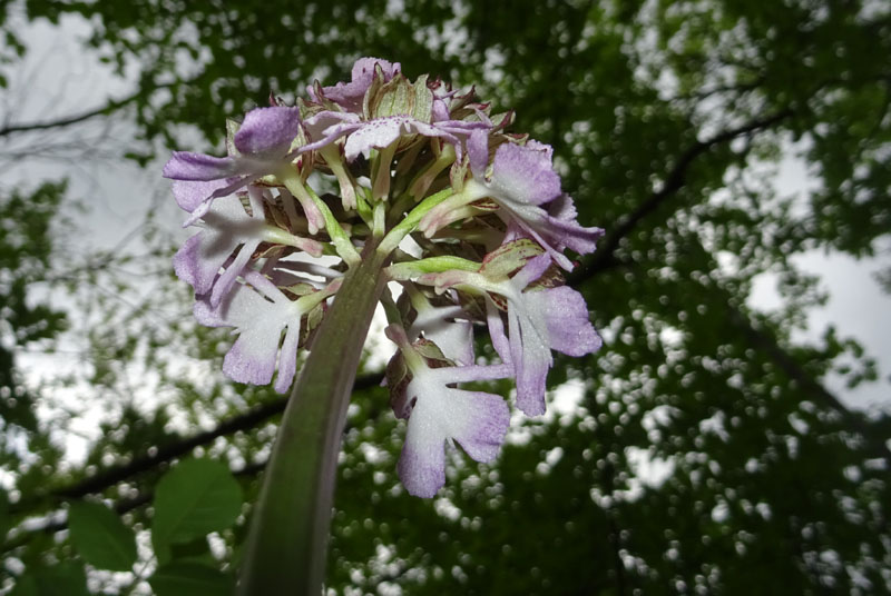 Orchis purpurea